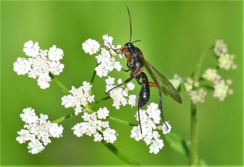 Phaenolobus sp.